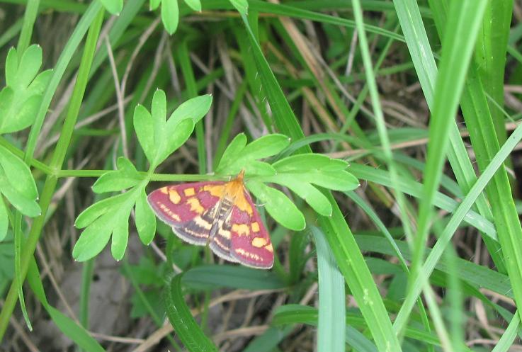 Pyrausta purpuralis? - S